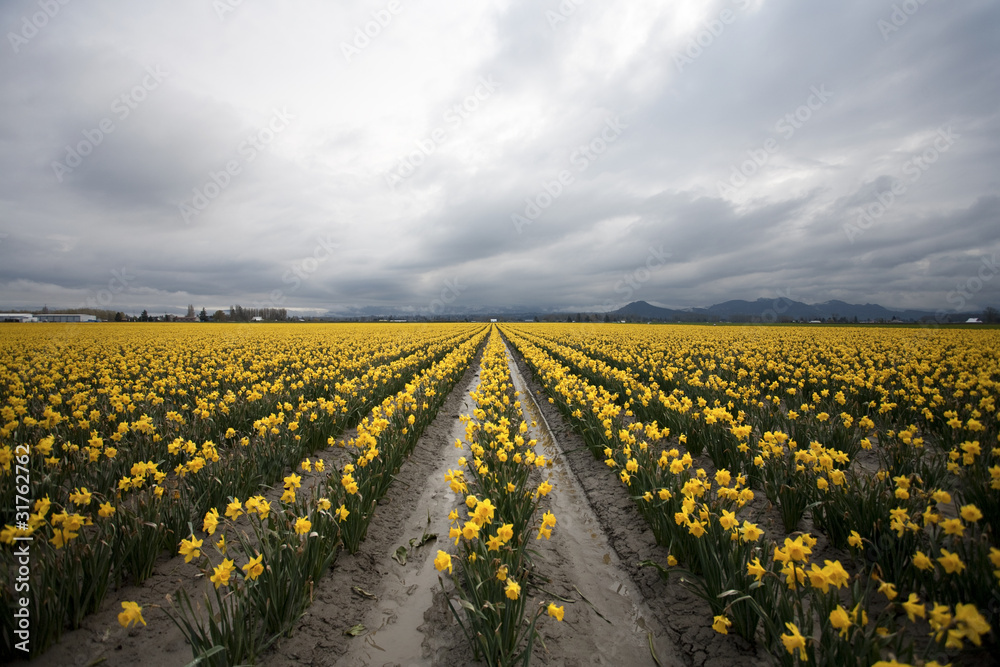 Daffodil Fields Daffodil Fields