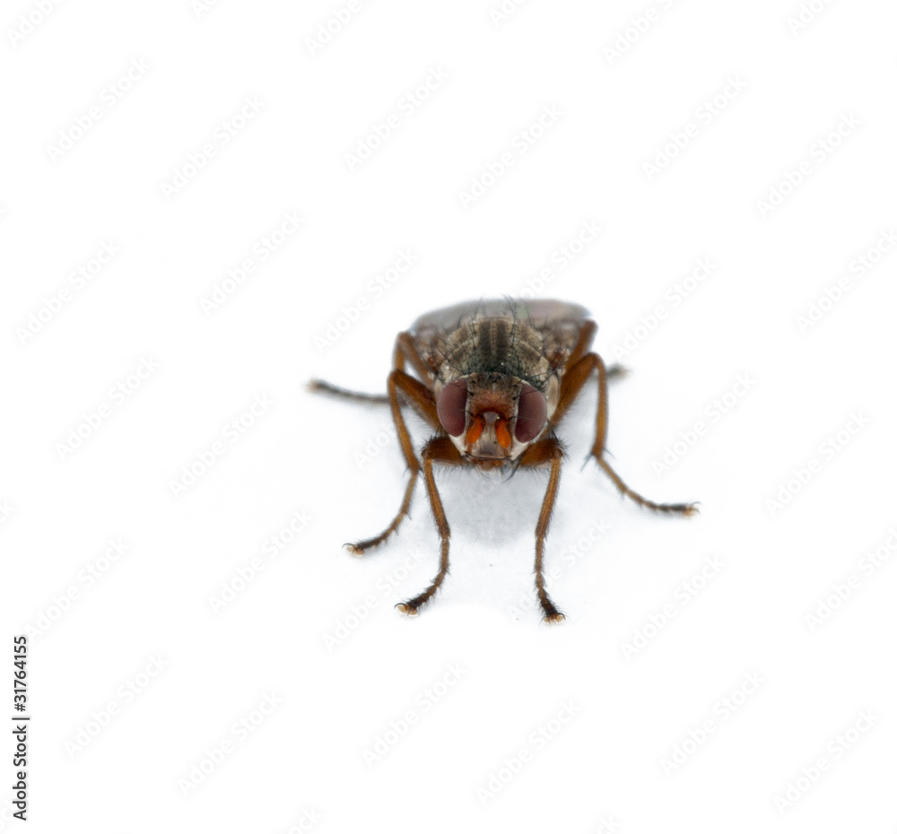 The fly The fly