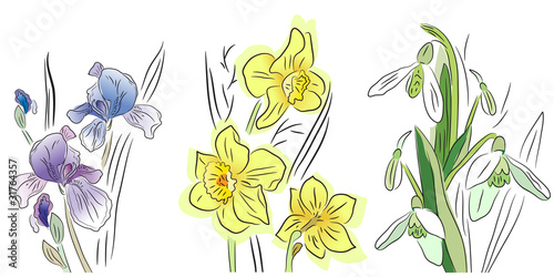 Pretty collection of  flowers - iris,daffodil and snowdrop