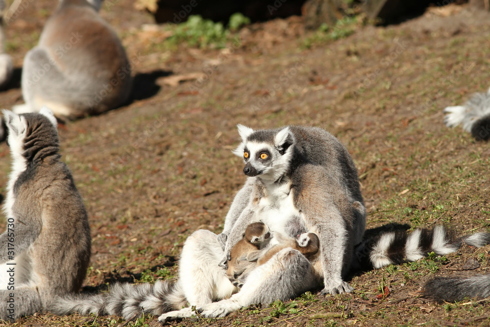 Ring-tailed lemur with baby