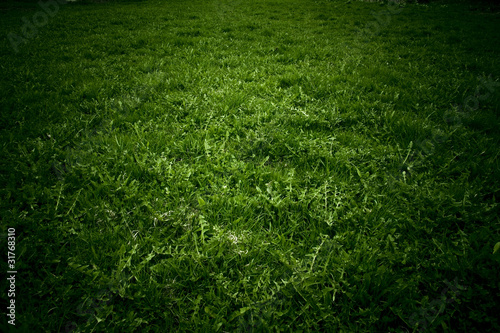 pole trawy