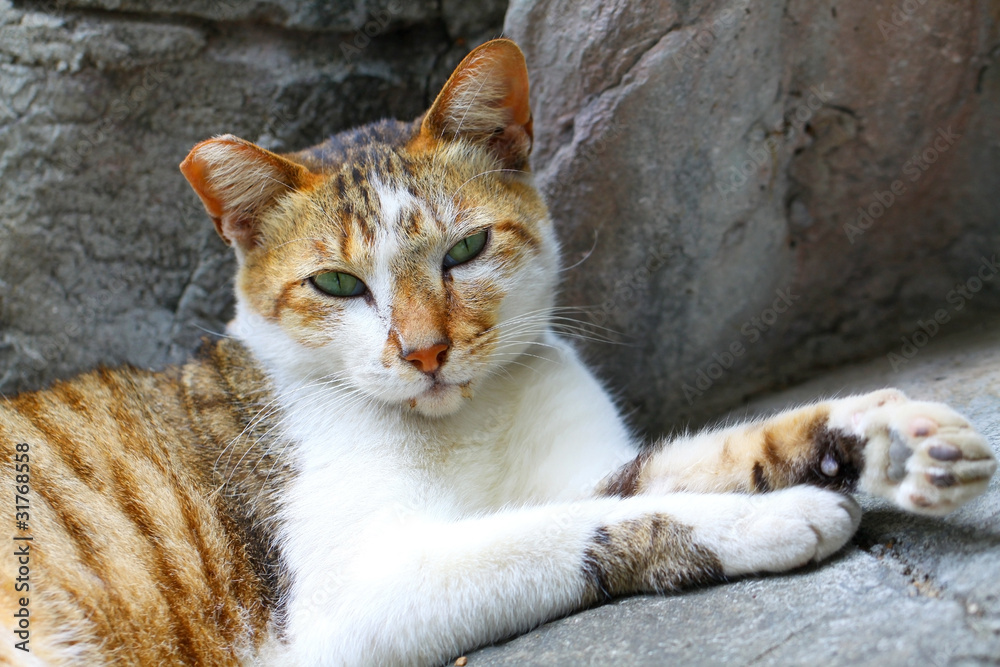 Obraz premium An innocent cat