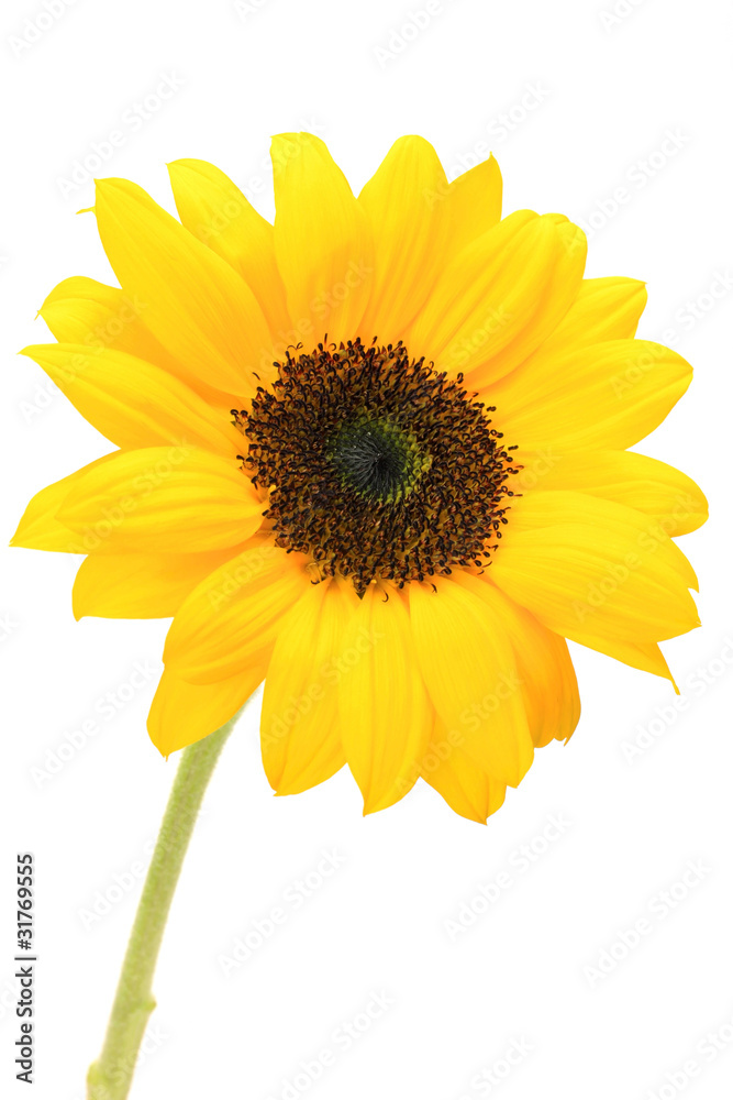 sunflower sunflower