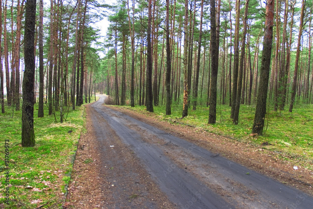 Obraz premium Road through wood