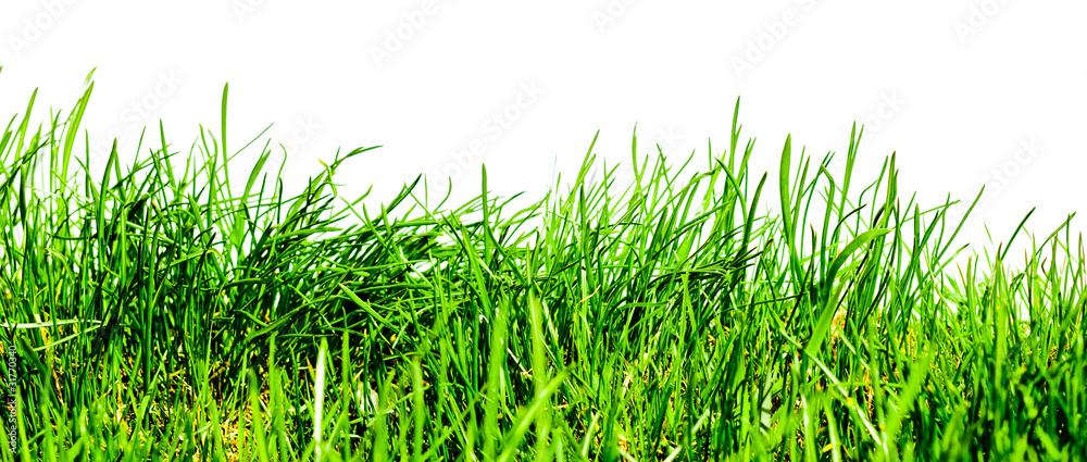 Isolated green grass Isolated green grass