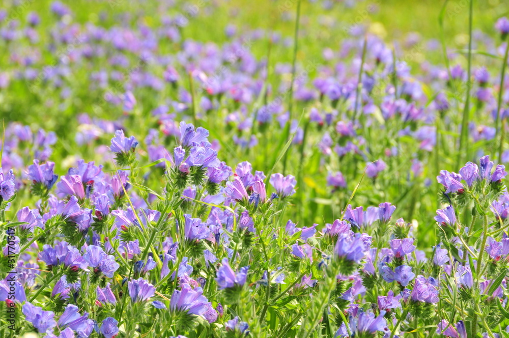 Obraz premium flowers