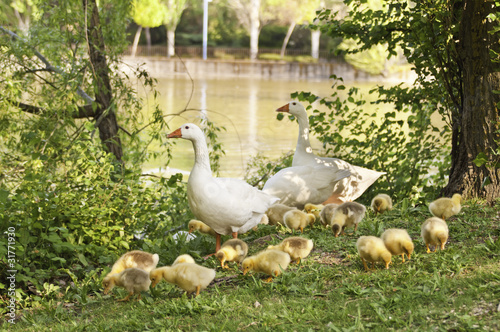 Familia de ocas