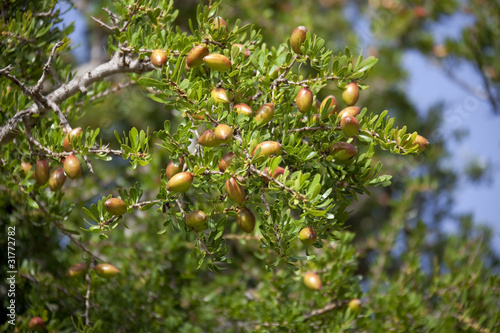 Argan nuts on tree.