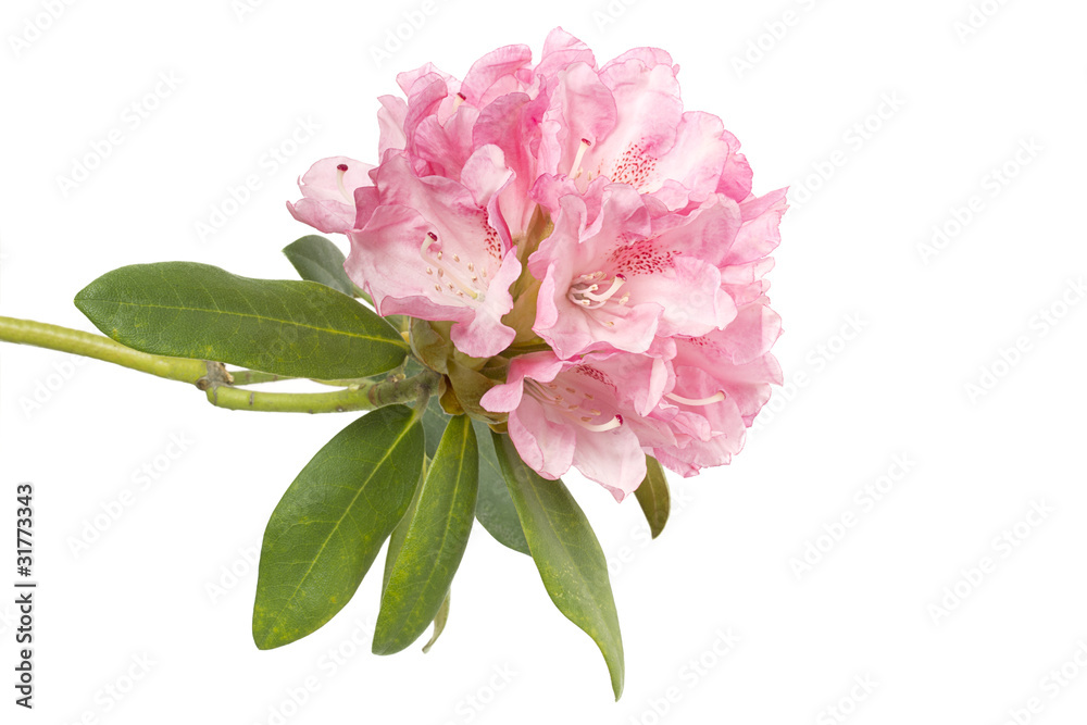 Obraz premium Rododendro