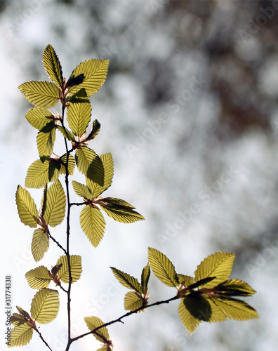 spring beech tree leaves