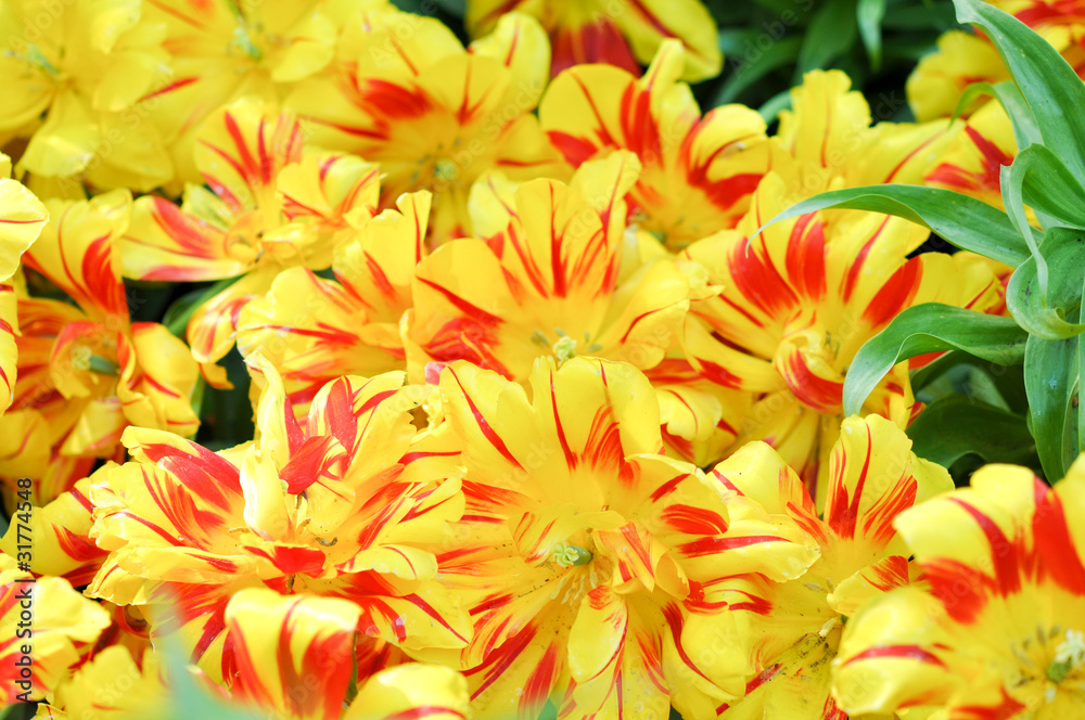 Fototapeta premium yellow Tulips