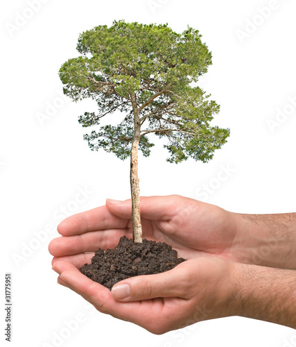 Pine tree in hands