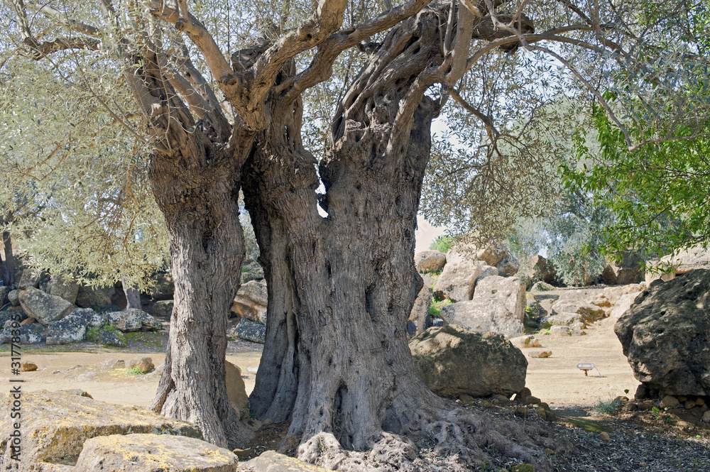 Old olive-tree in the Olympeion field,Valley of Temples,Sicily Old olive-tree in the Olympeion field,Valley of Temples,Sicily