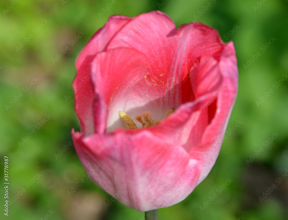 tulipe