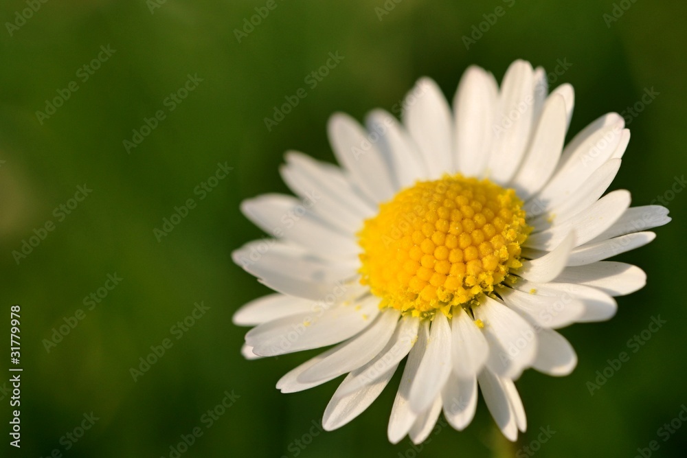 Daisy with blured green in background Daisy with blured green in background