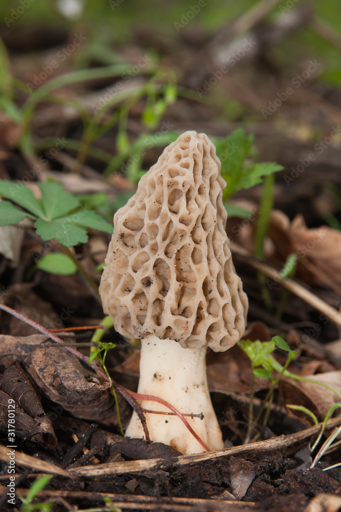Mushroom Mushroom