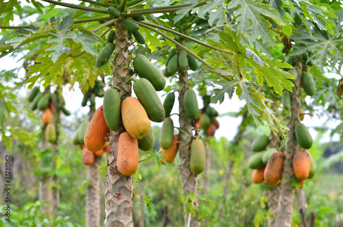 papaya