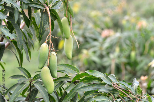 mangoes hanging on a tree