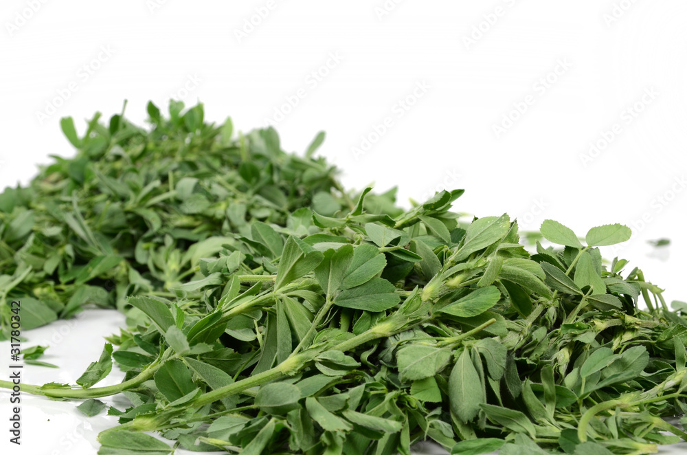 alfalfa alfalfa