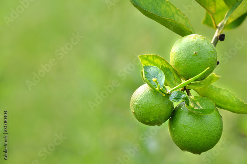 lime on a tree
