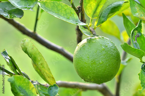lime on a tree