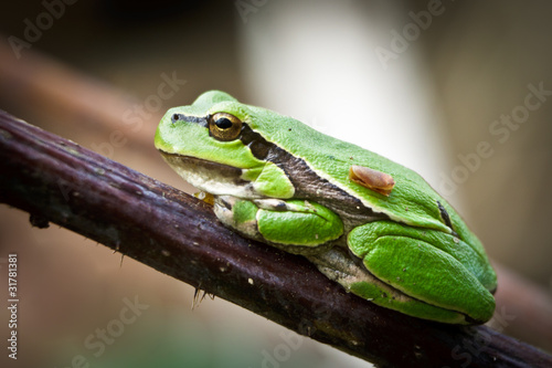 Small green frog on a twig