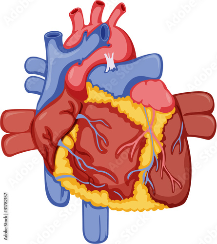 heart