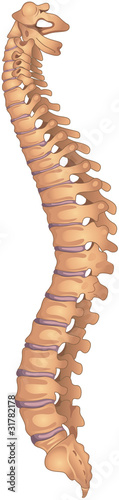 human spine
