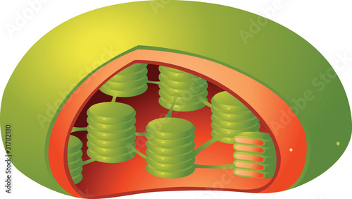 plant chloroplast
