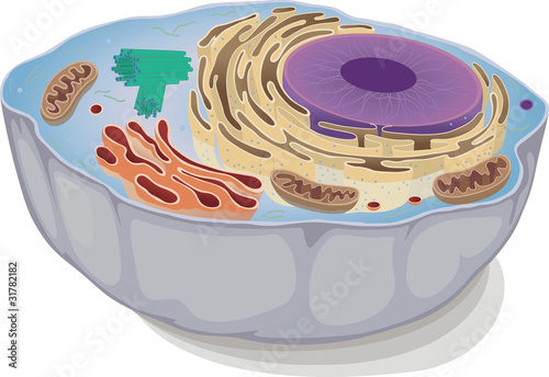 an animal cell
