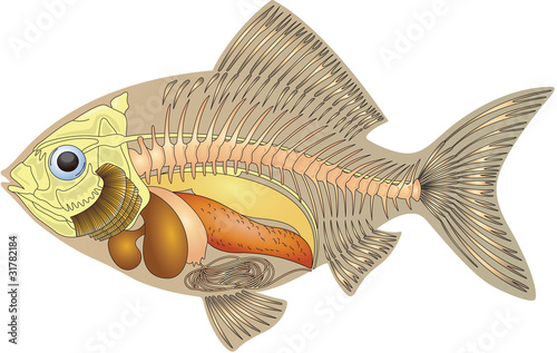 cross section fish anatomy