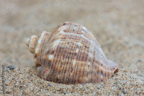 Conch shell on a sandy beach. Macro photo.