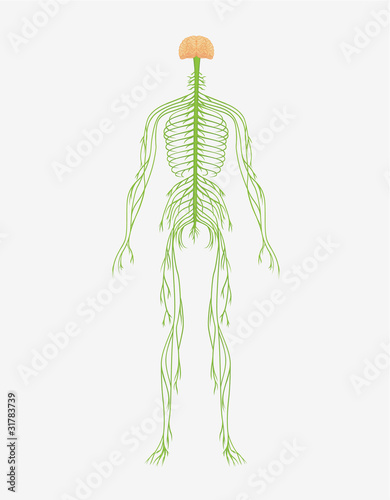 nervous system
