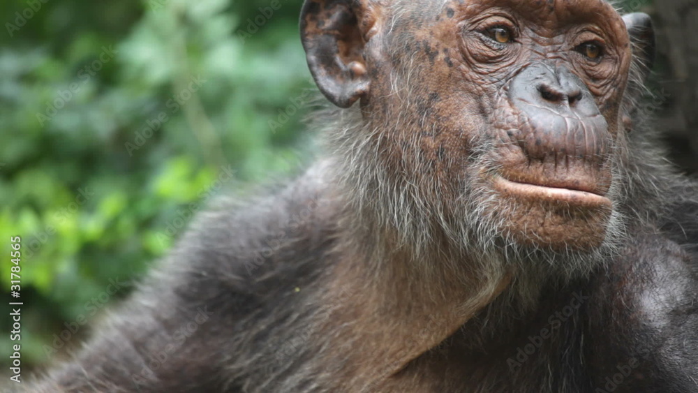 gorilla gorilla