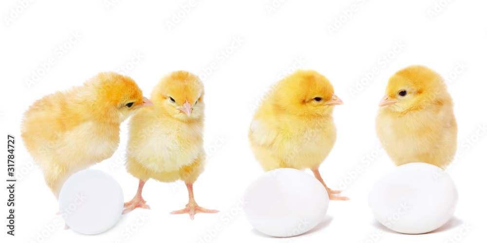 pretty chickens and eggs