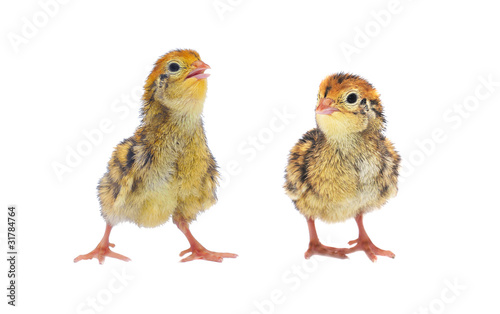 chickens of quail