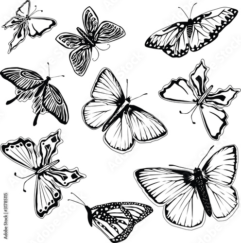 Set of black and white butterflies
