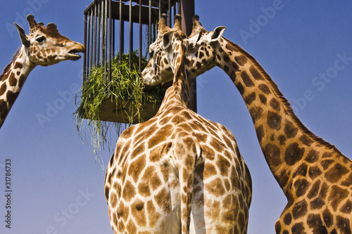 Giraffenfütterung, three , three giraffes are eating from a cage with hay, drei Giraffen fressen aus einem käfig mit heu