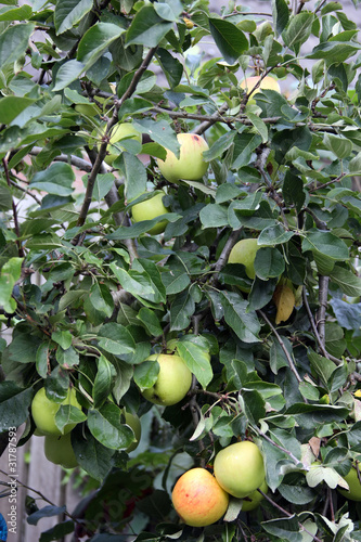 apple tree in the summer
