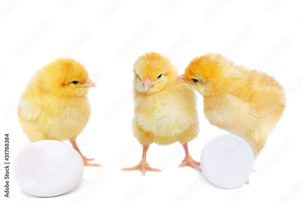 chickens and eggs chickens and eggs