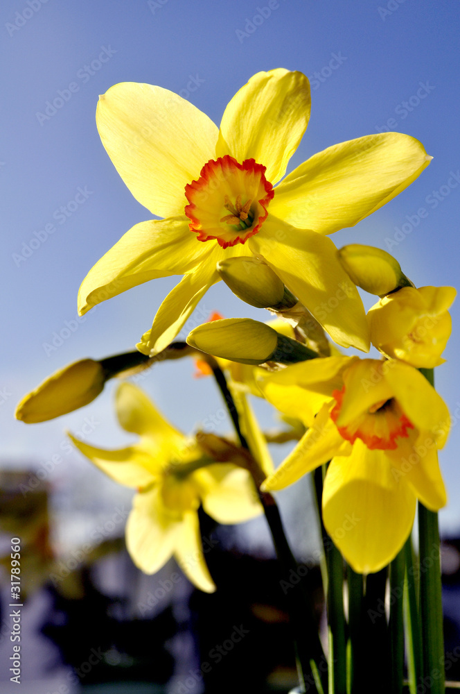 Obraz premium żonkil