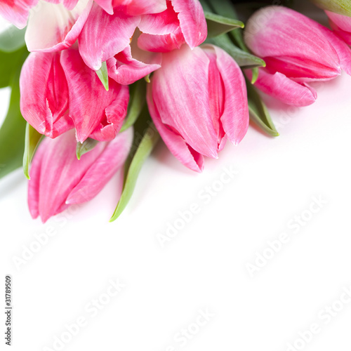 Pink tulips