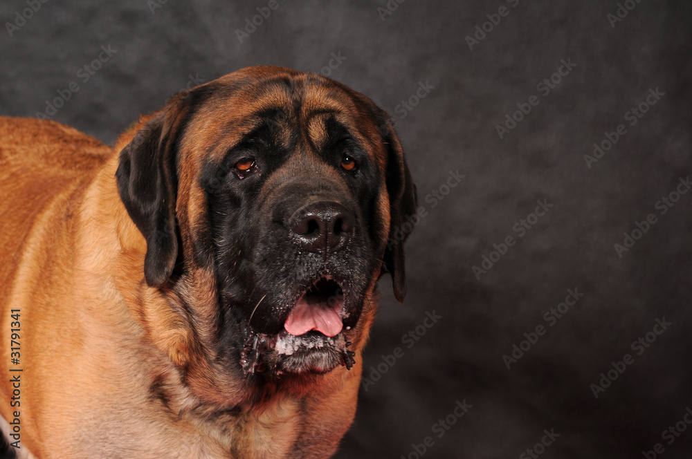 MASTIFF