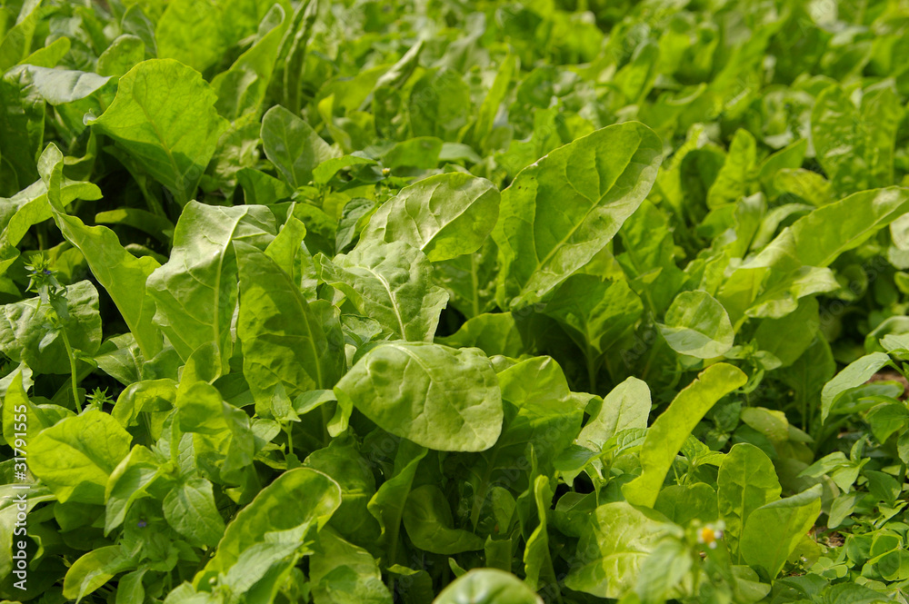 insalata insalata