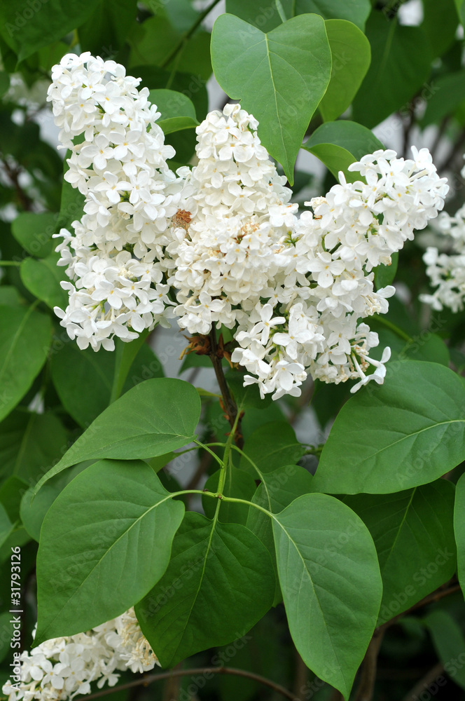 Lilas en fleurs Lilas en fleurs