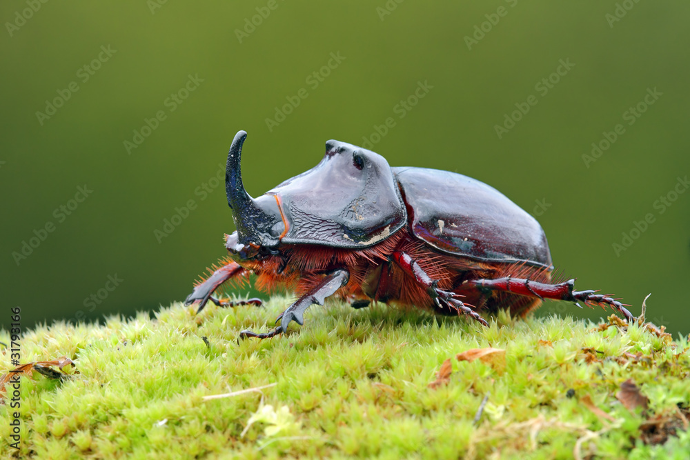 Φωτογραφία European rhinoceros beetle in the wild - Oryctes nasicornis