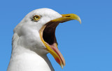 Seagull with its mouth wide open.