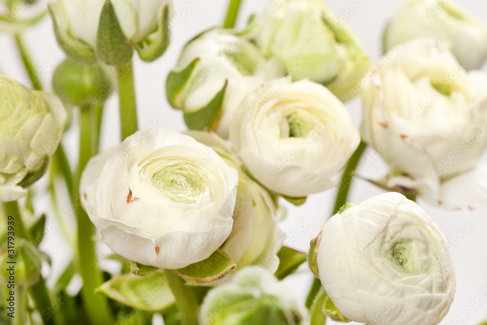 Fototapeta premium white Ranunculus