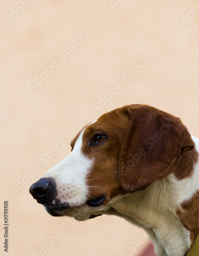 cute brown dog photo