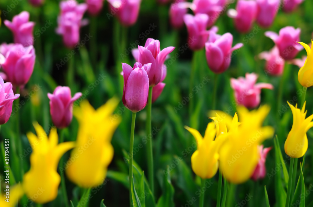 Obraz premium Yellow and pink tulips